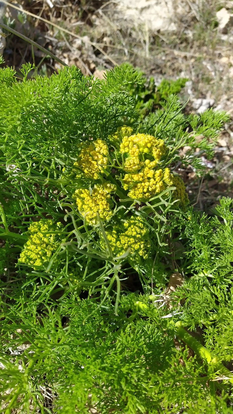 Prangos tuberculata photo 2