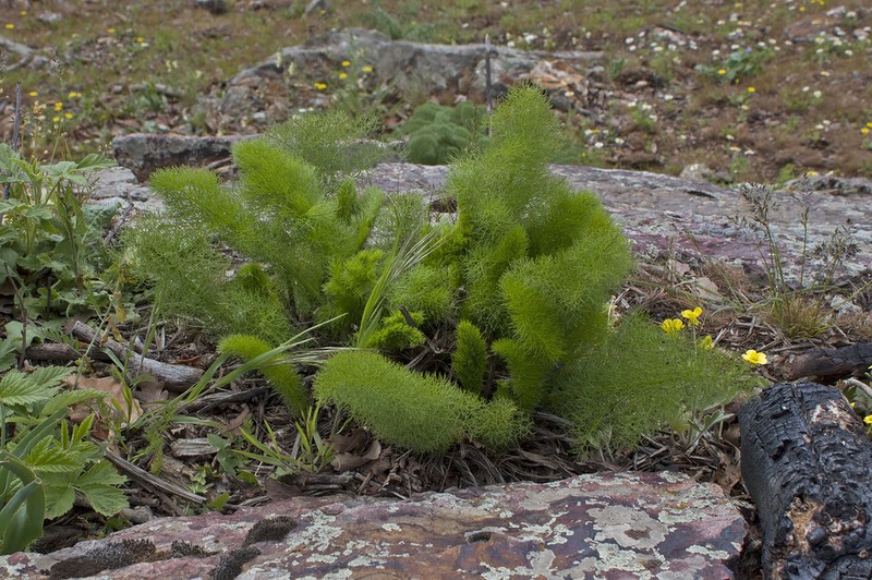 Prangos turcica