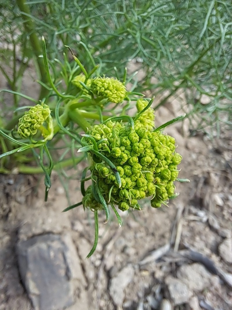Prangos uloptera photo 4