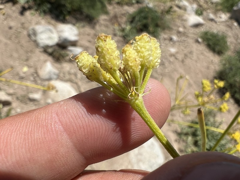 Prangos uloptera photo 6