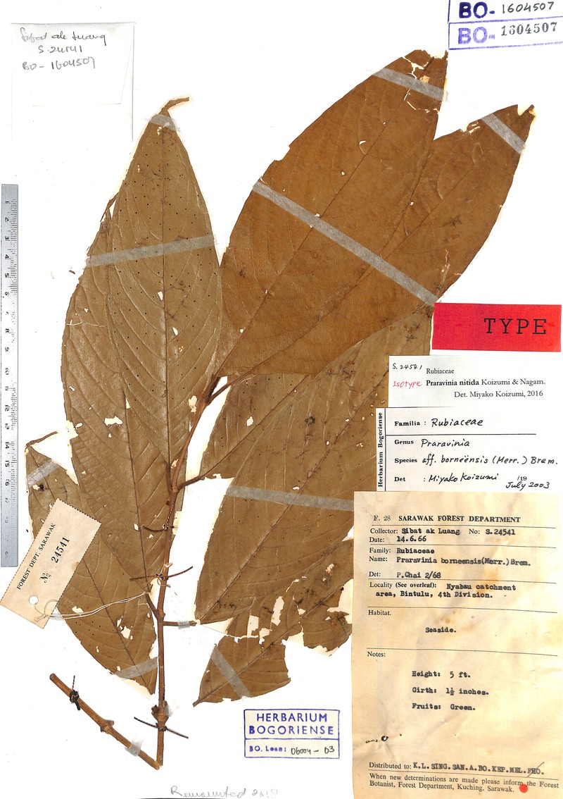 Praravinia nitida