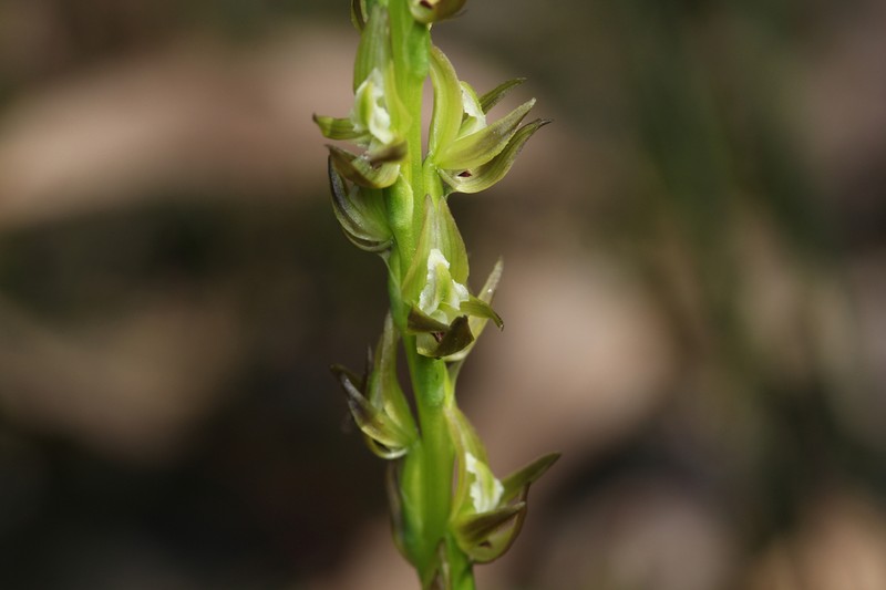 Prasophyllum cuneatum