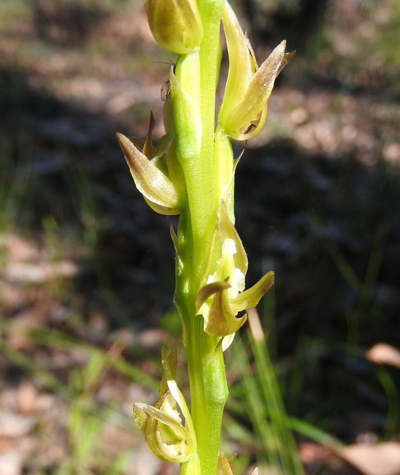 Prasophyllum cuneatum photo 2