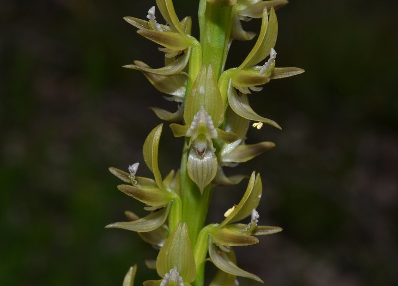 Prasophyllum cuneatum photo 3