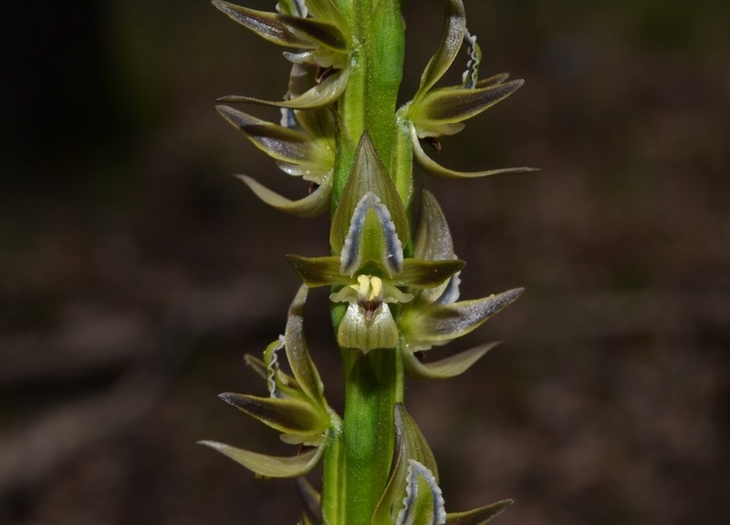 Prasophyllum cuneatum photo 4