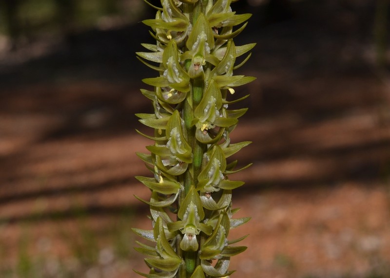 Prasophyllum cuneatum photo 5