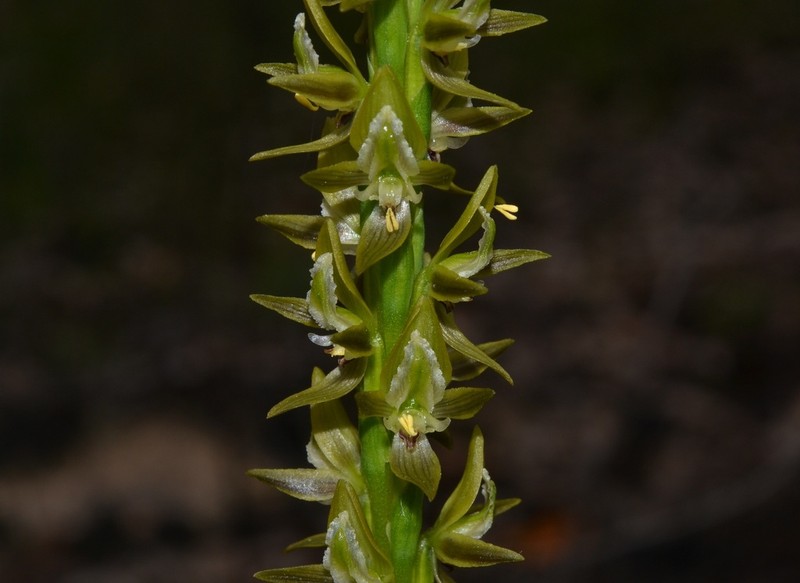 Prasophyllum cuneatum photo 6