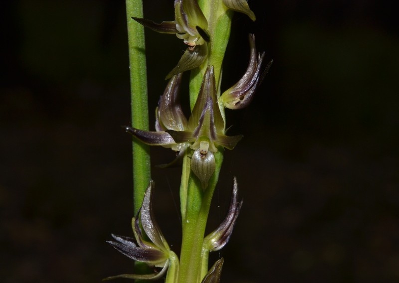 Prasophyllum cuneatum photo 7