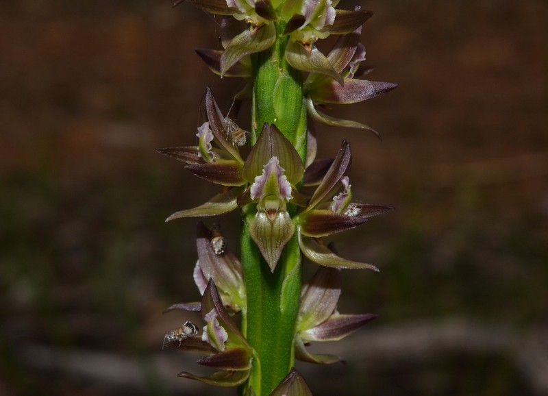 Prasophyllum cuneatum photo 8
