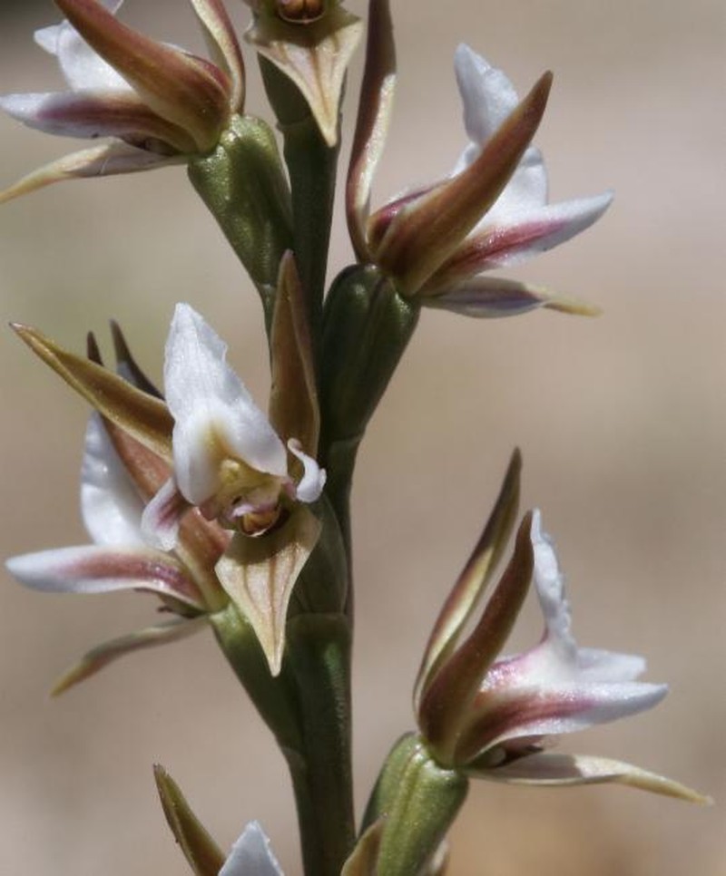 Prasophyllum gravesii