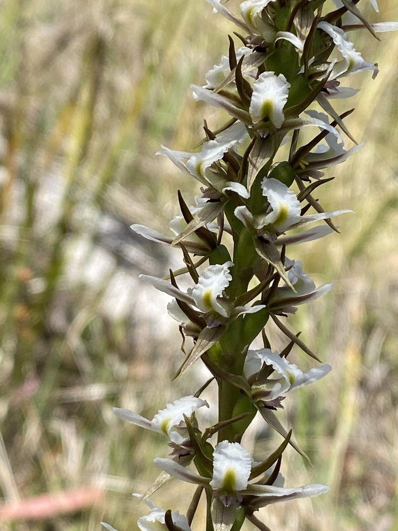Prasophyllum jeaneganiae