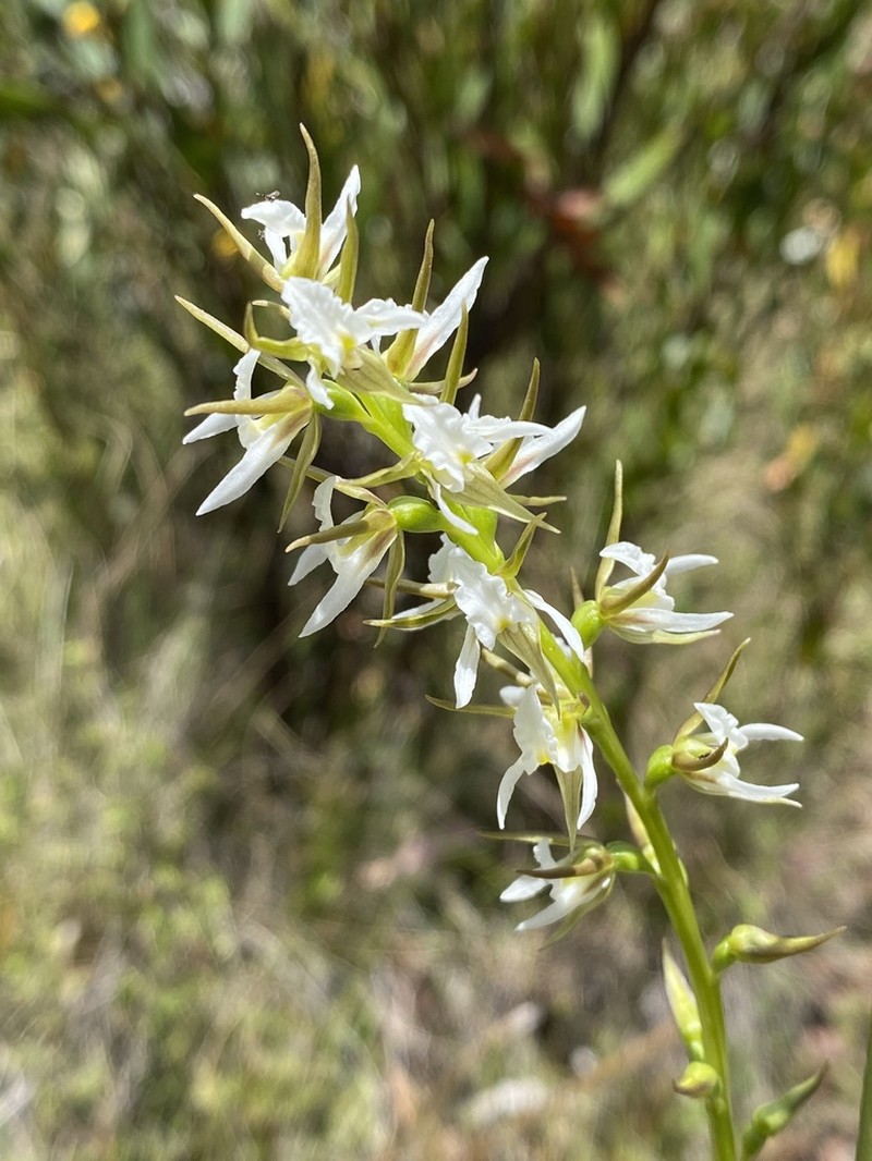Prasophyllum jeaneganiae photo 2