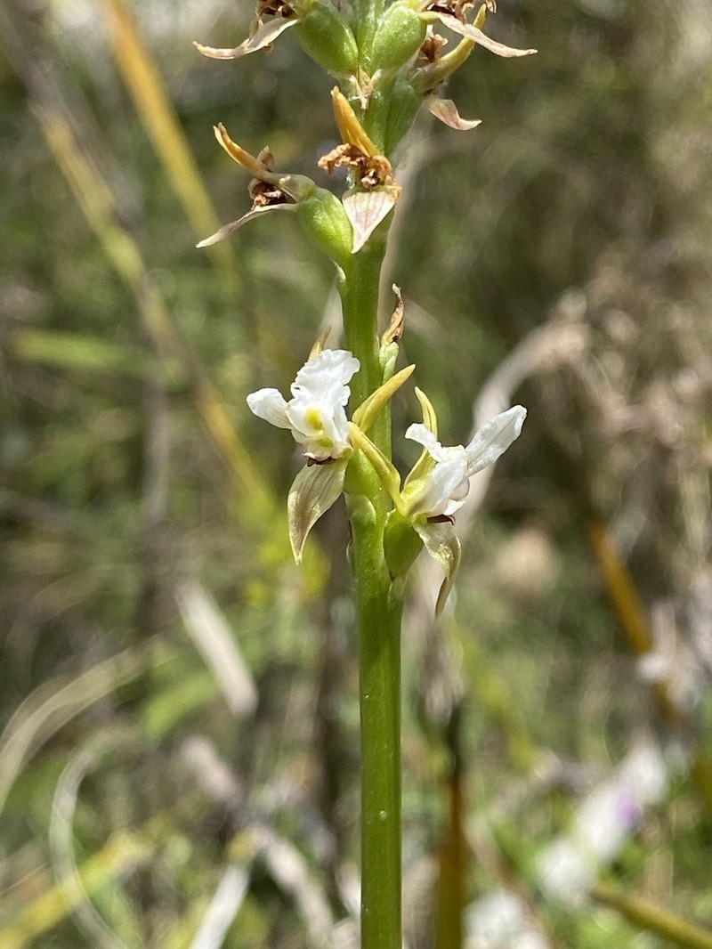 Prasophyllum jeaneganiae photo 3