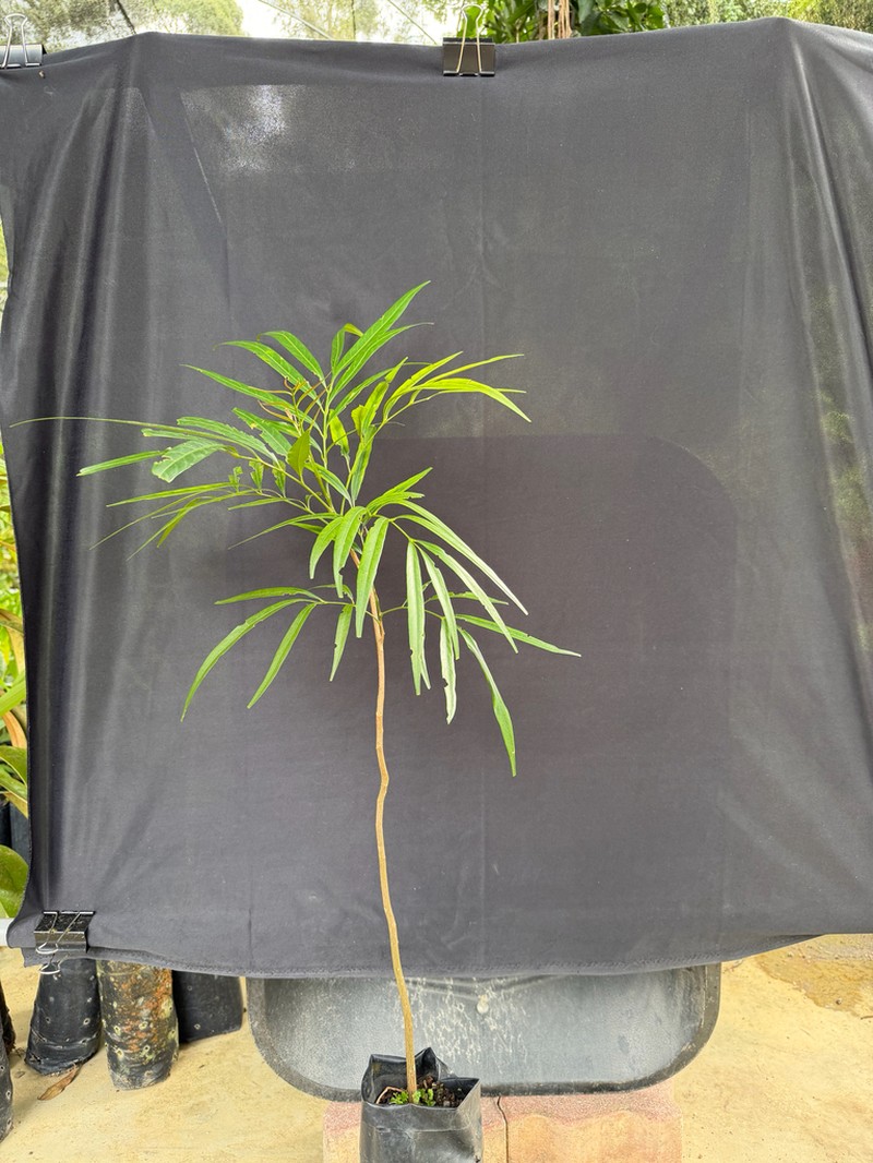 Prasoxylon angustifolium