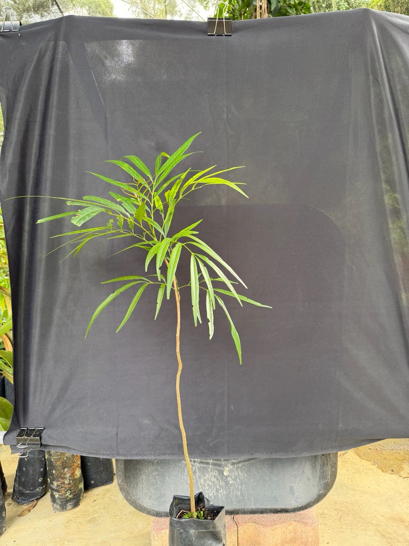 Prasoxylon angustifolium photo 2