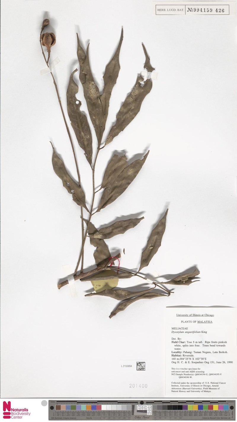 Prasoxylon angustifolium photo 3