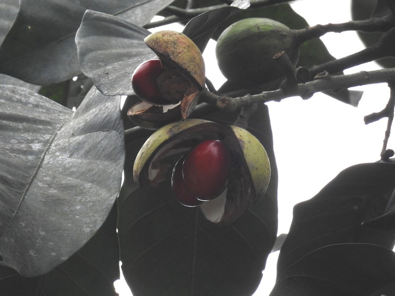 Prasoxylon excelsum