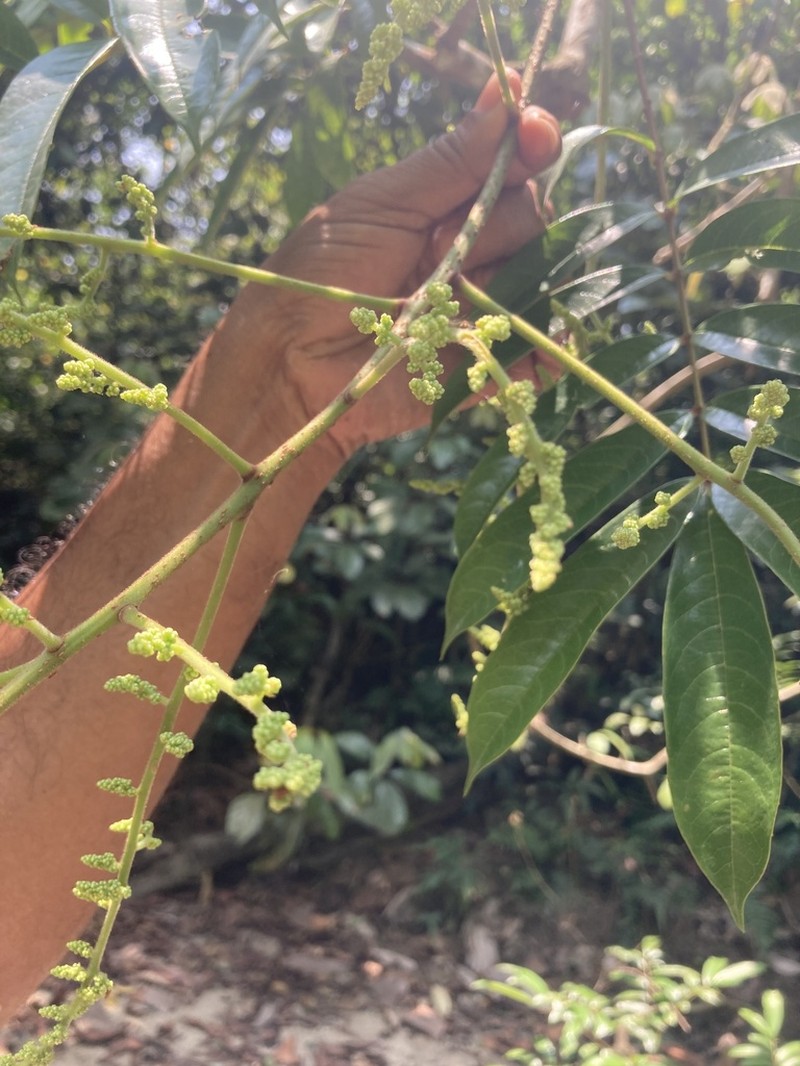 Prasoxylon excelsum photo 2