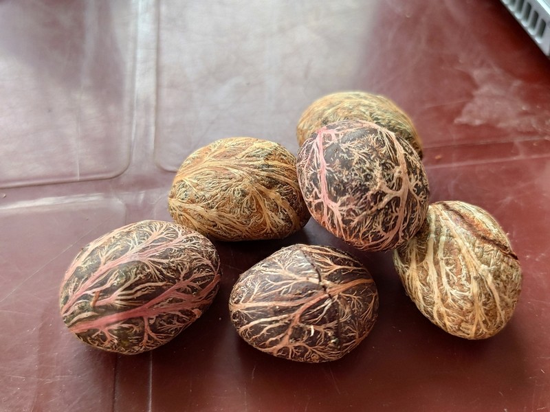 Prasoxylon excelsum photo 4