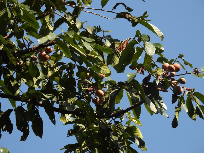 Prasoxylon excelsum photo 5