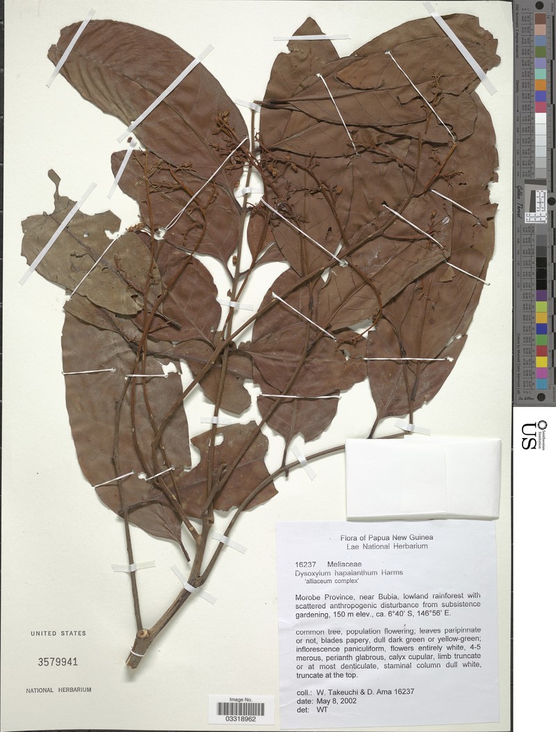 Prasoxylon hapalanthum
