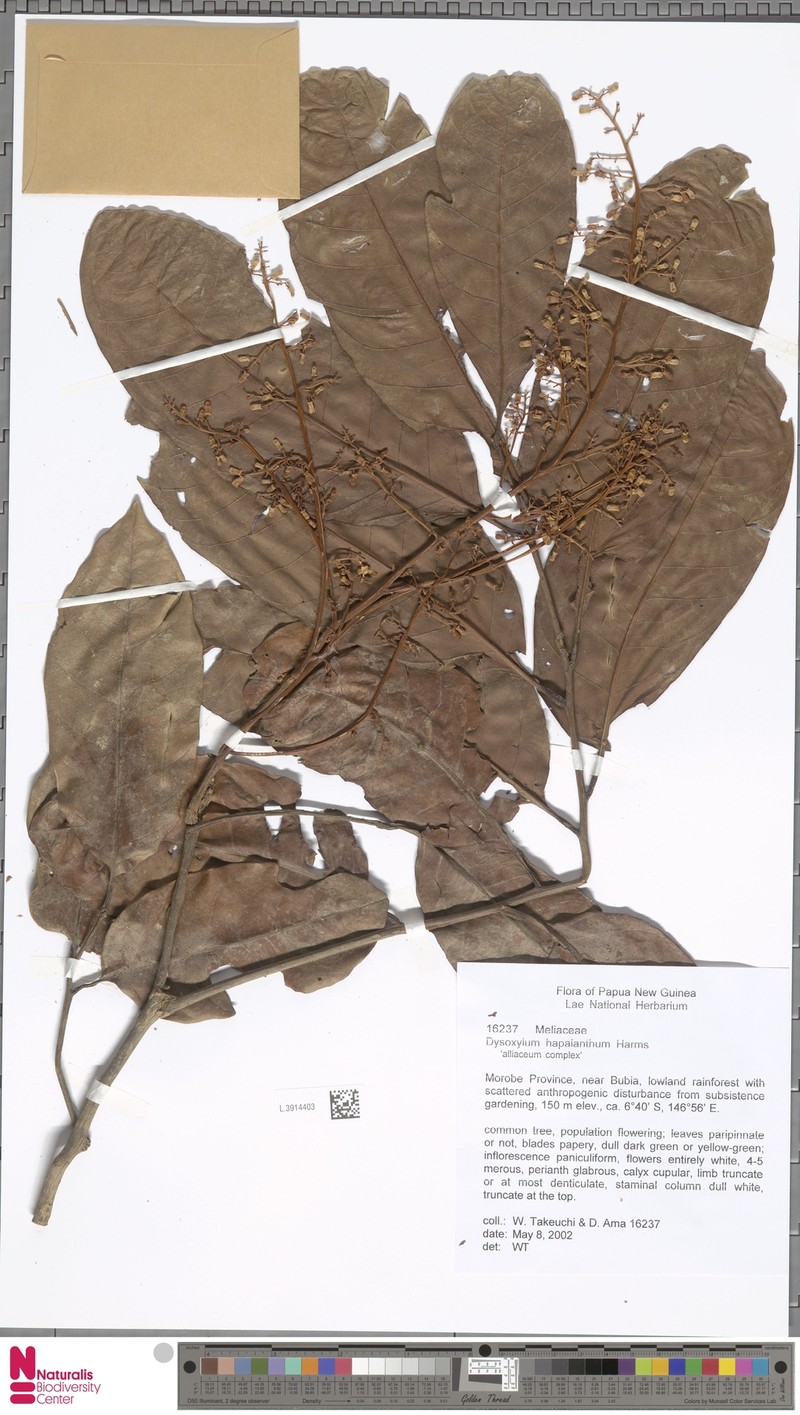 Prasoxylon hapalanthum photo 2