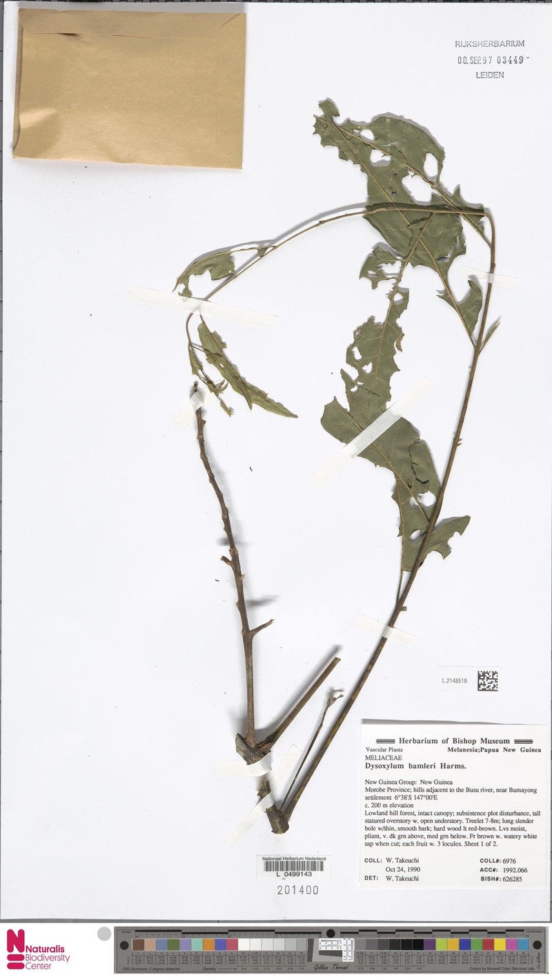 Prasoxylon hapalanthum photo 3