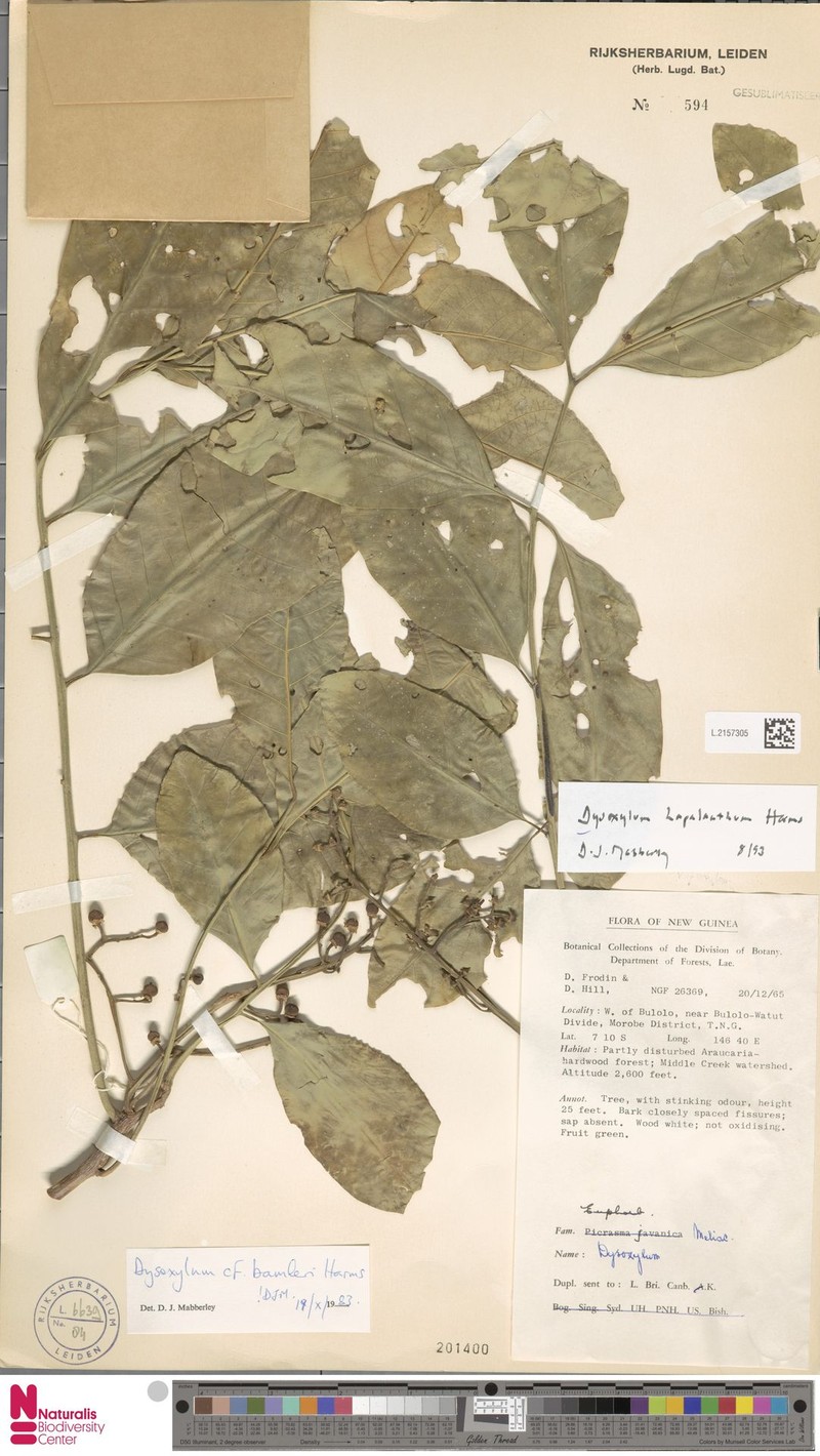 Prasoxylon hapalanthum photo 4