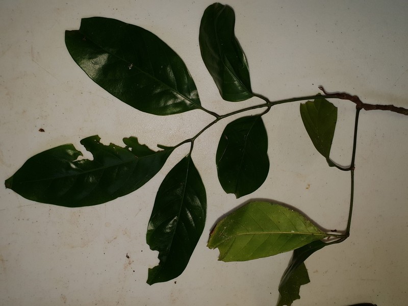Prasoxylon klanderi photo 3