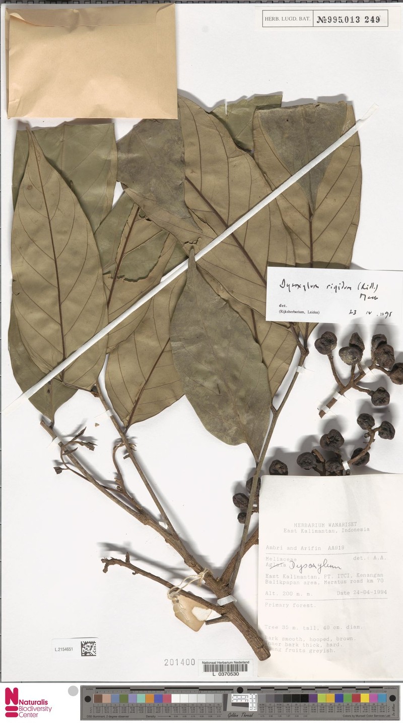 Prasoxylon rigidum
