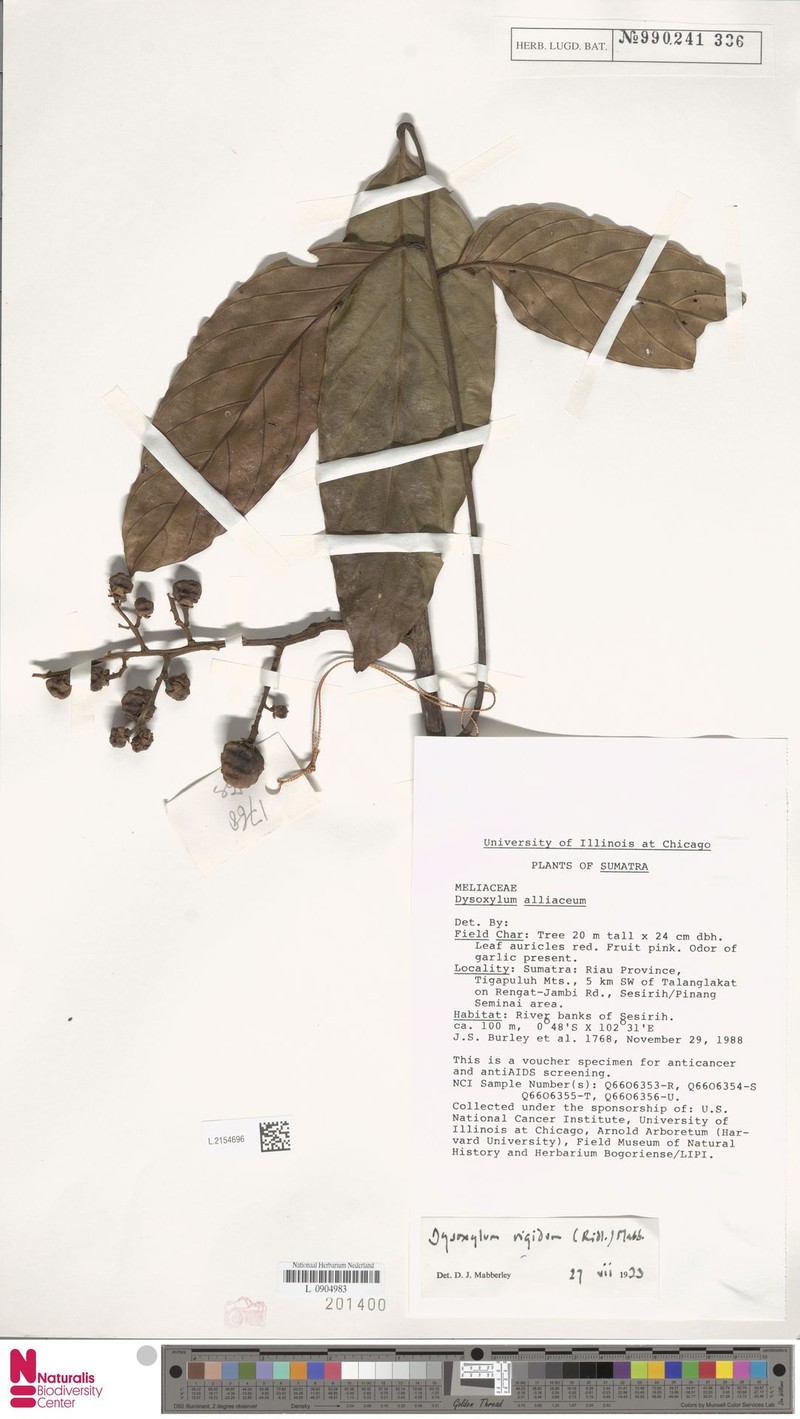 Prasoxylon rigidum photo 2