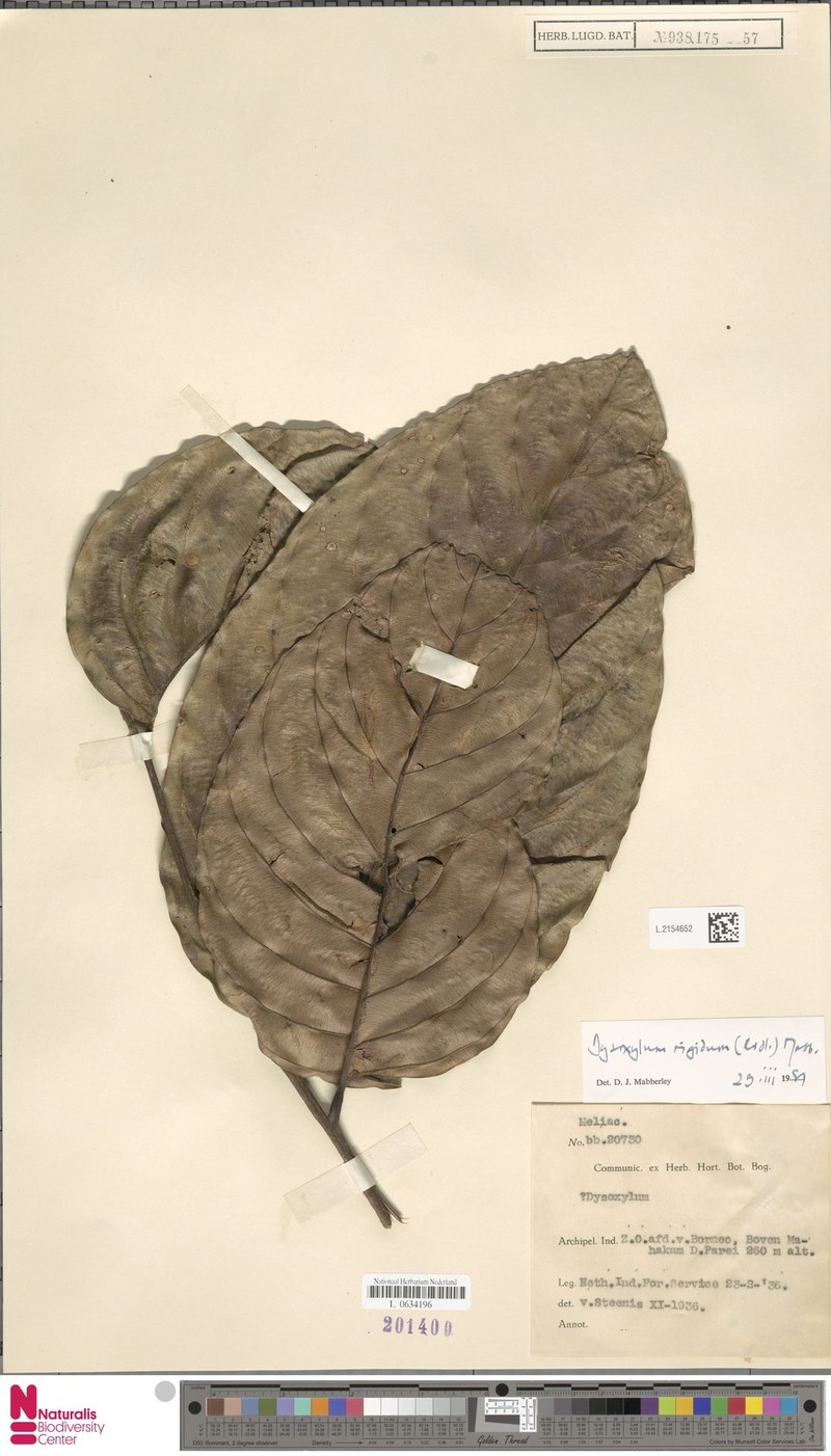 Prasoxylon rigidum photo 3