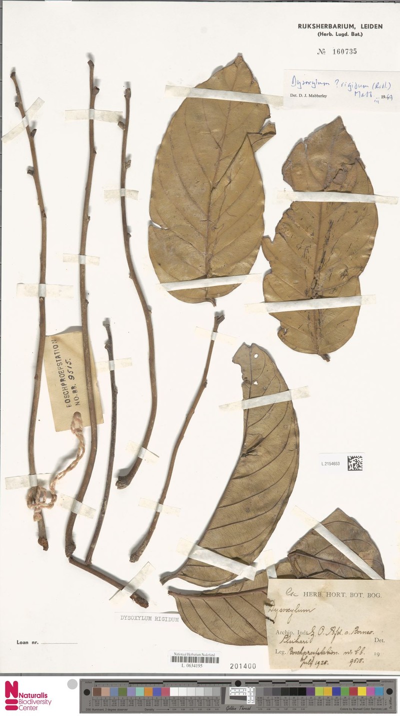 Prasoxylon rigidum photo 4