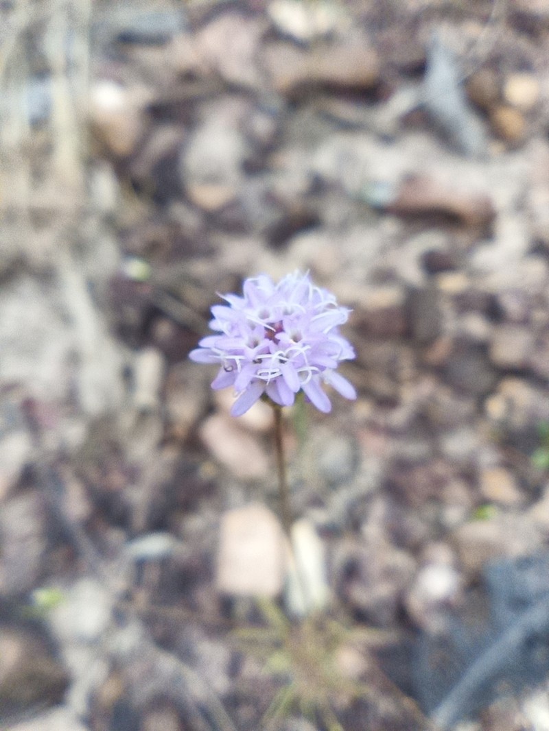 Praxeliopsis mattogrossensis
