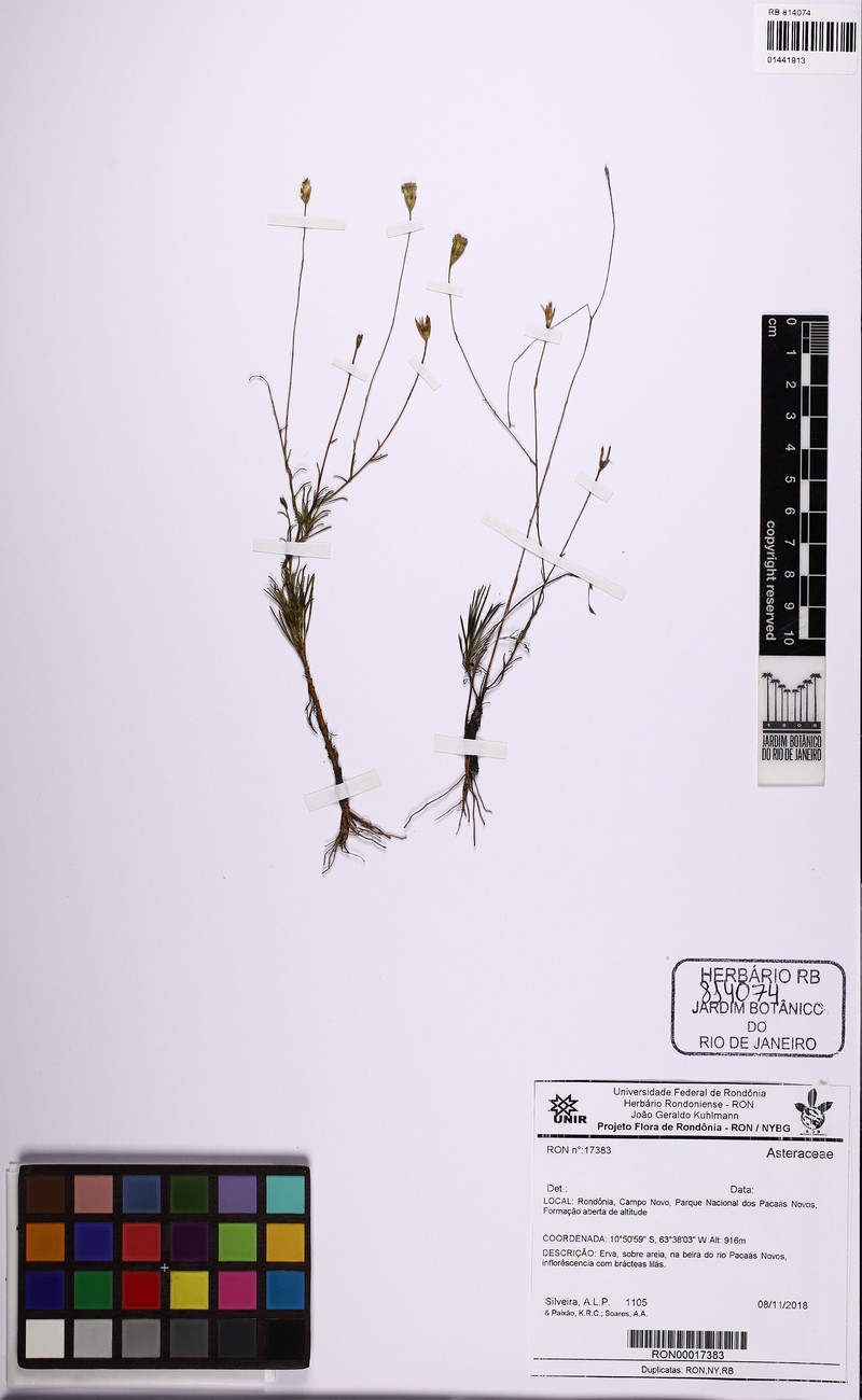 Praxeliopsis mattogrossensis photo 2