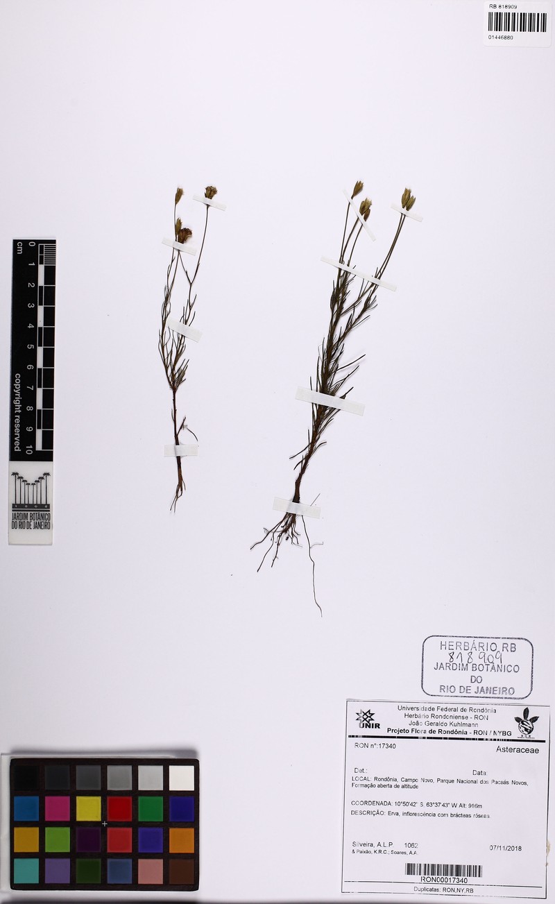 Praxeliopsis mattogrossensis photo 3