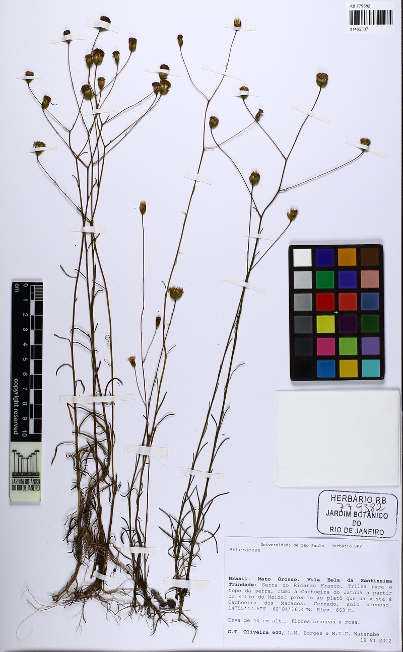 Praxeliopsis mattogrossensis photo 4
