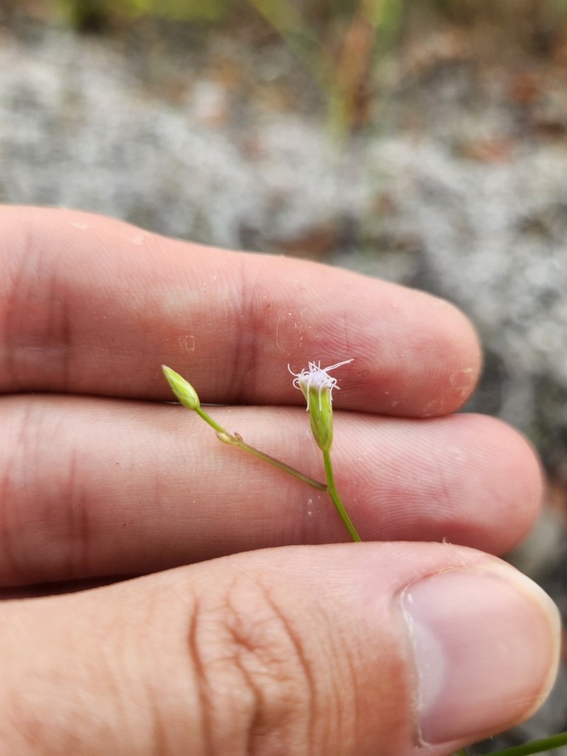 Praxelis asperulacea