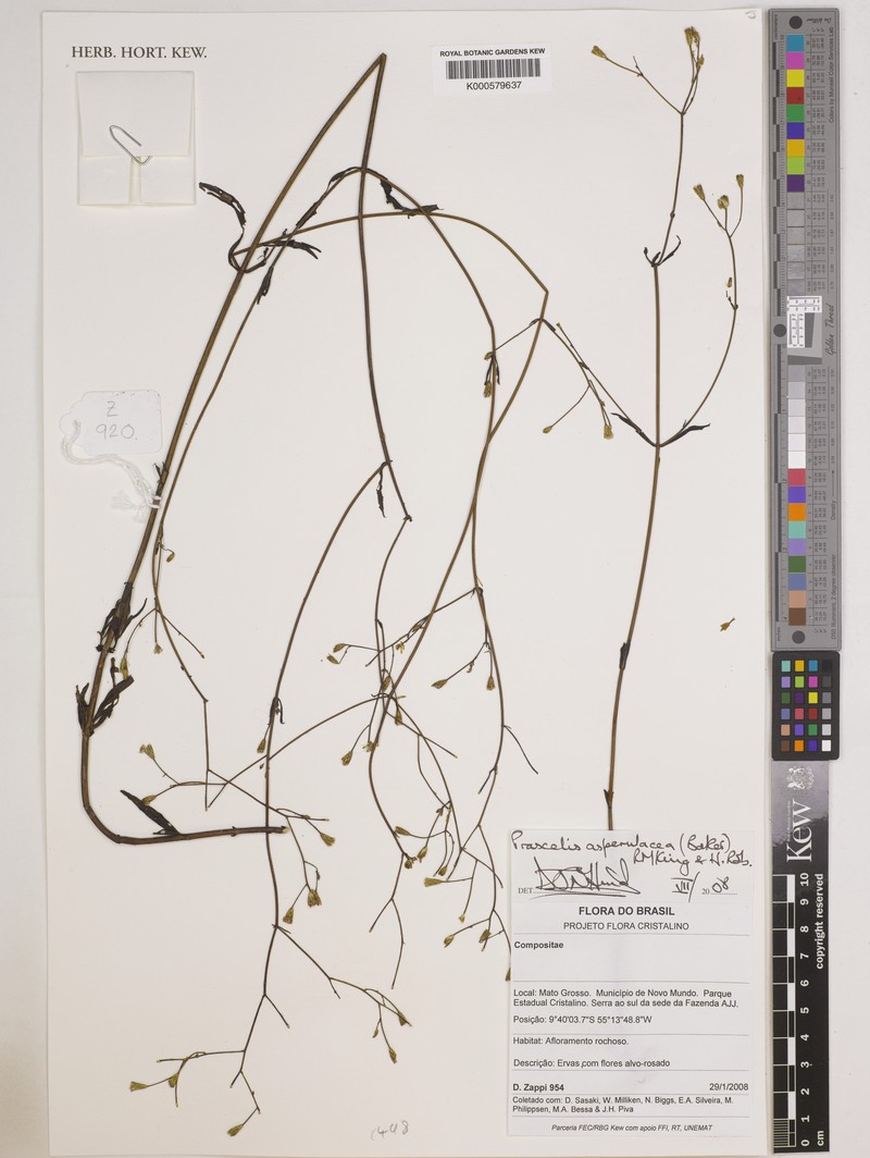 Praxelis asperulacea photo 2