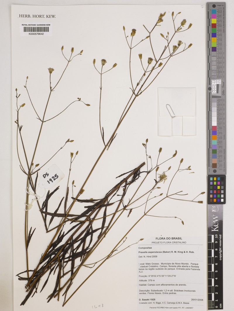 Praxelis asperulacea photo 3