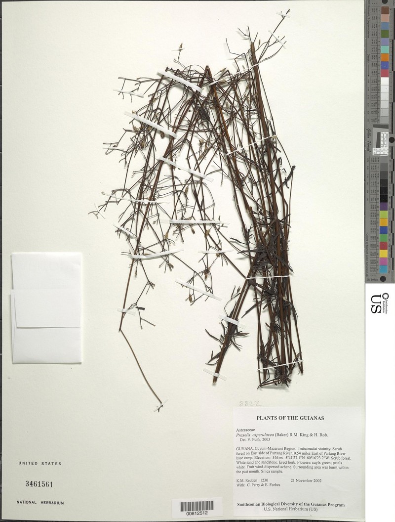 Praxelis asperulacea photo 4