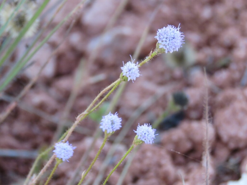 Praxelis basifolia