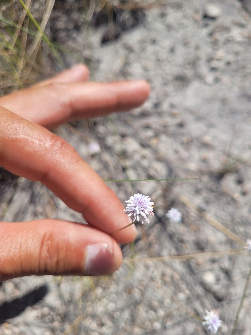 Praxelis capillaris