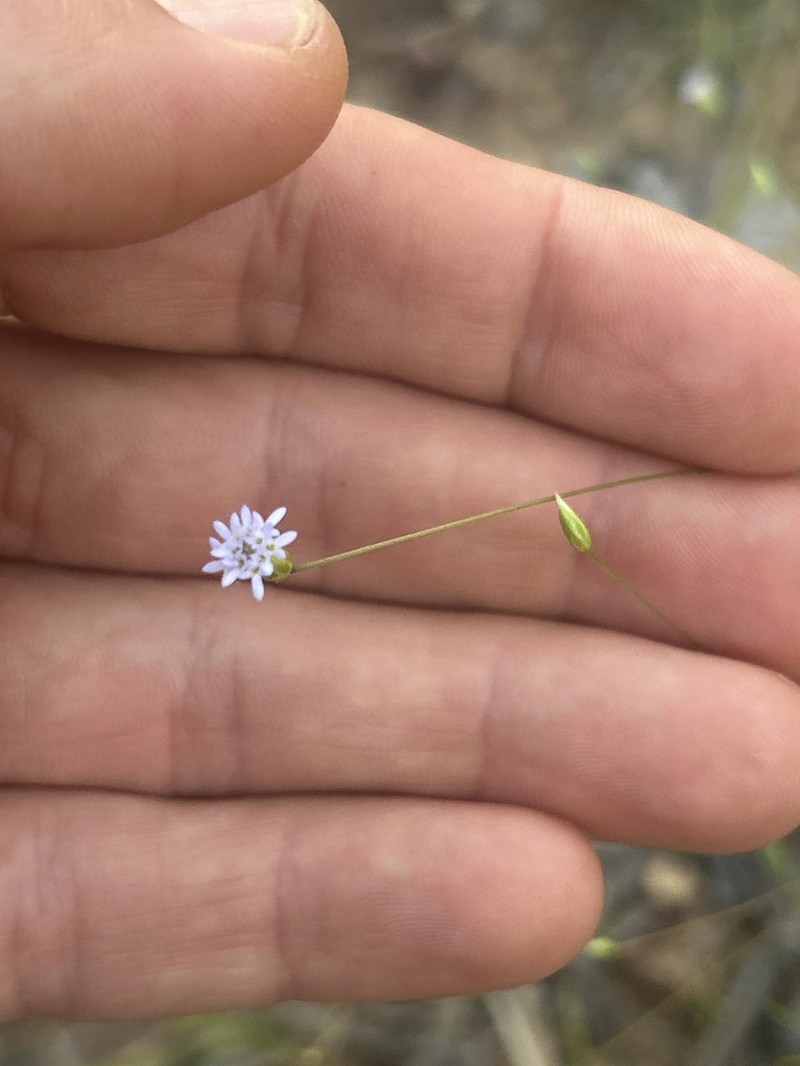 Praxelis capillaris photo 2
