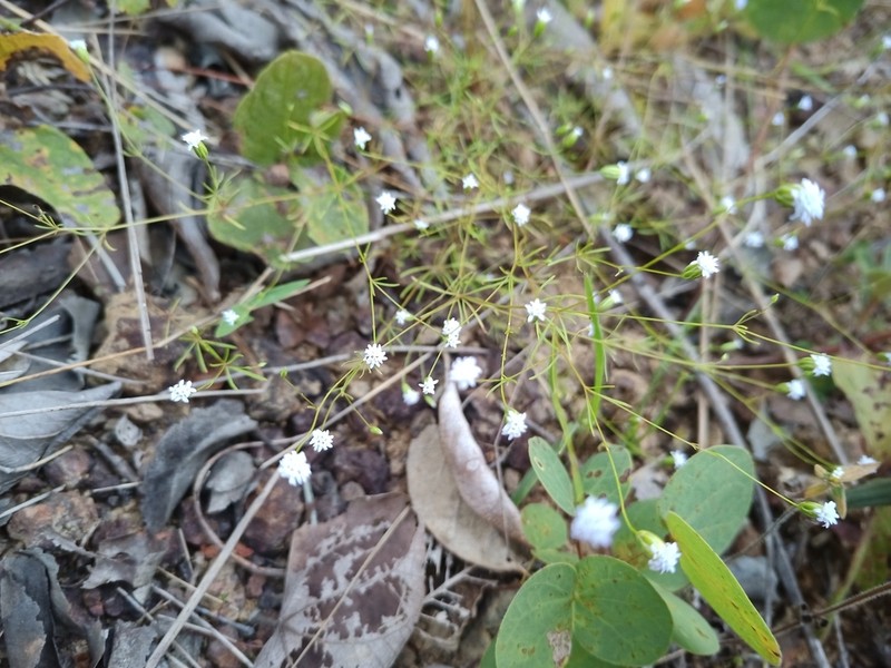 Praxelis capillaris photo 3