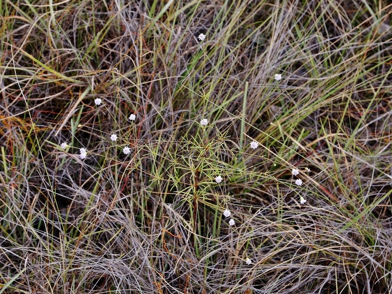 Praxelis capillaris photo 4