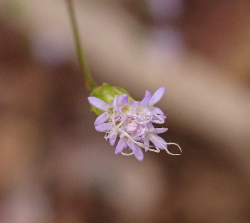 Praxelis capillaris photo 5