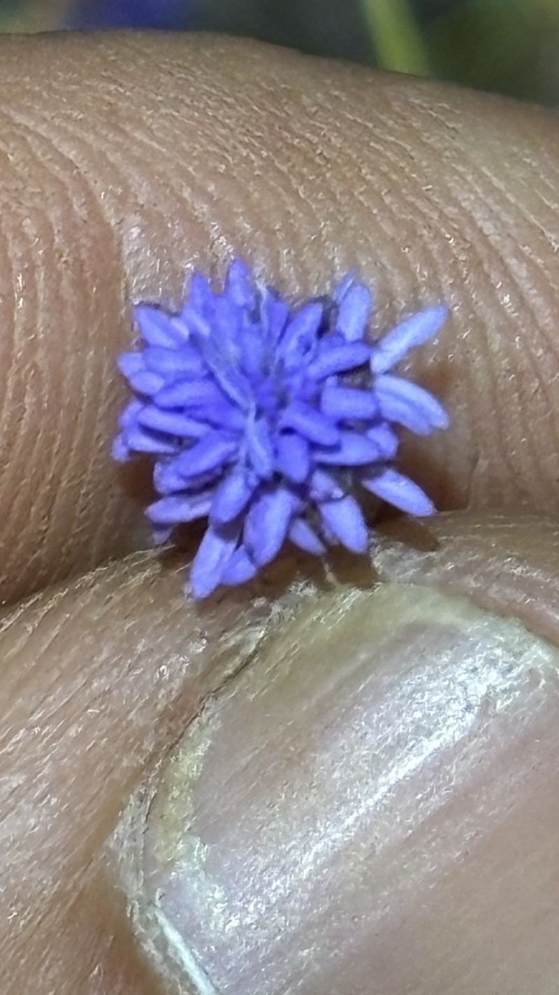 Praxelis capillaris photo 6