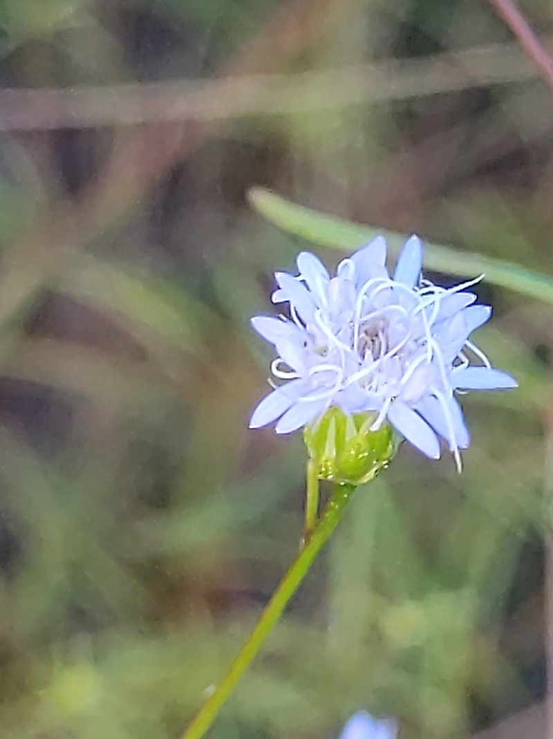 Praxelis capillaris photo 7