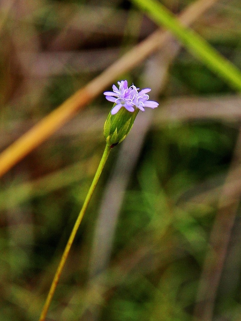 Praxelis capillaris photo 8